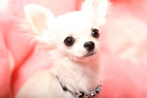 ワンちゃんのカーミングシグナル｜楽天ペット保険