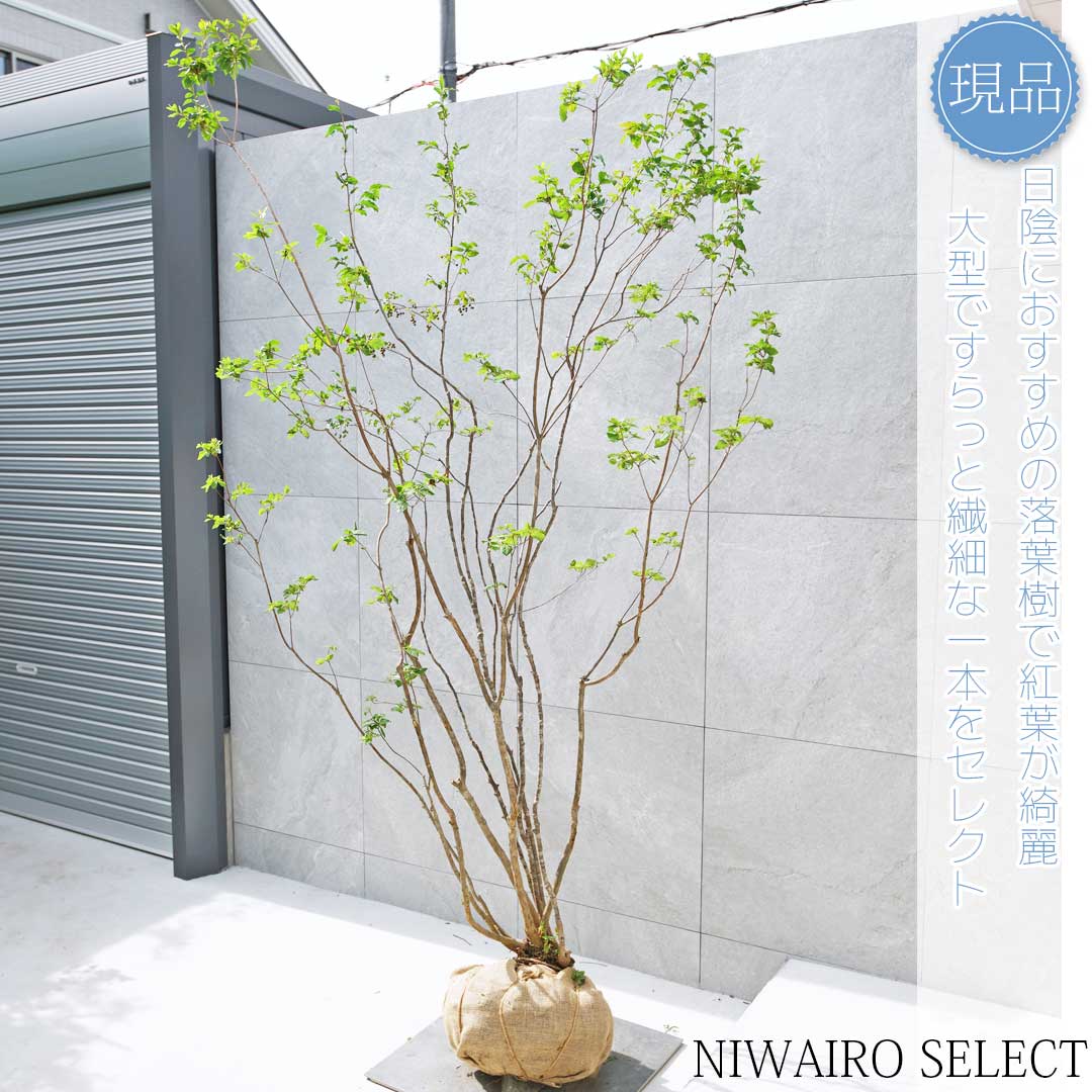 ナツハゼ 山採り ④ 楽天市場】【現品】山採り【ナツハゼ】夏櫨 株立ち