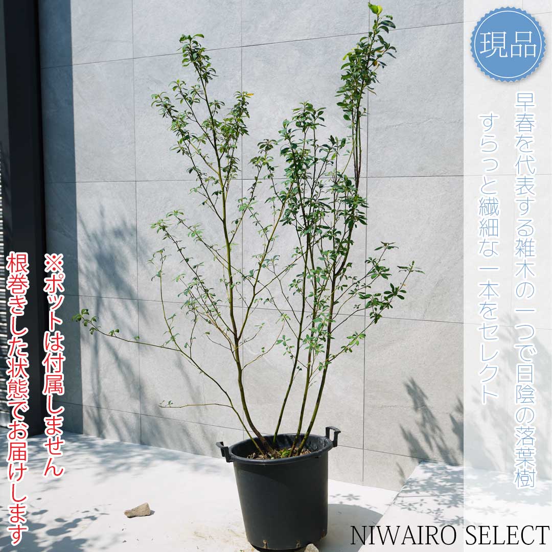 楽天市場】【現品】【クロモジ】黒文字 株立ち 自然風樹形 樹高H≒160