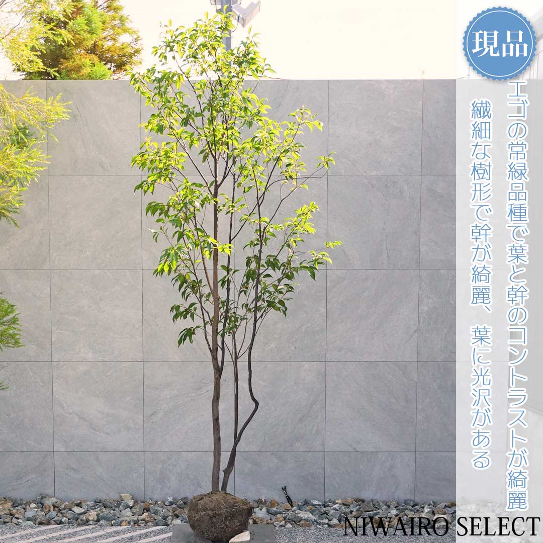 楽天市場】【現品】【常緑エゴノキ】トキワエゴノキ 常盤 株立ち 自然