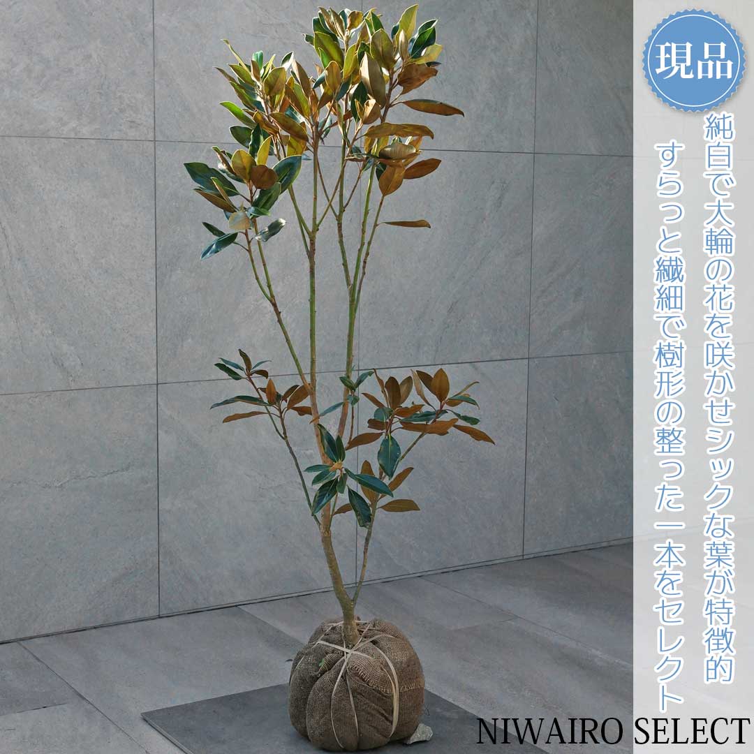 楽天市場】【現品】【リトルジェム】タイサンボク 矮性 自然風樹形