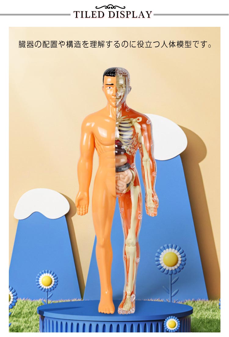 楽天市場】 人体模型 骨格模型 解剖 胴体模型 玩具 おもちゃ モデル