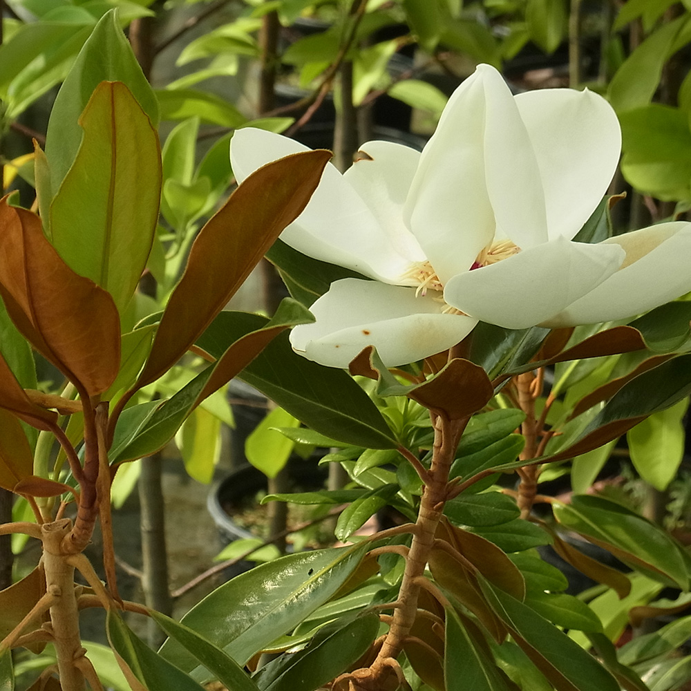 楽天市場】【 商品画像はイメージです 】タイサンボク 『 リトルジェム