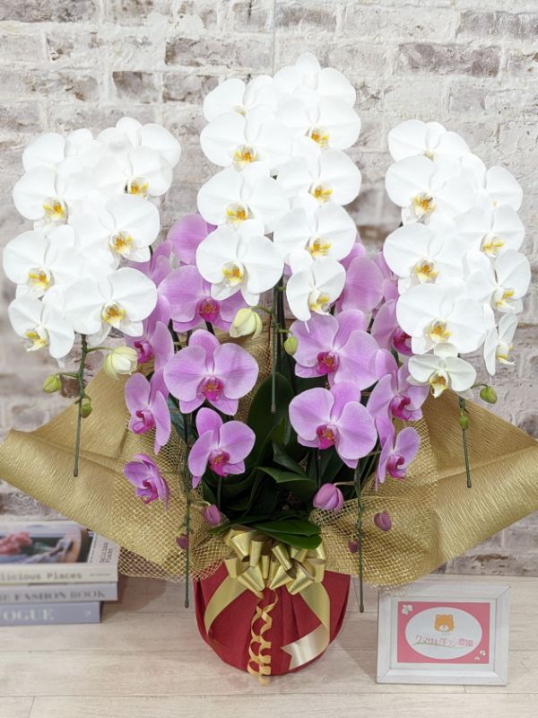 大型送料3,800円】新商品！【紅白胡蝶蘭 (こうはくこちょうらん) 5