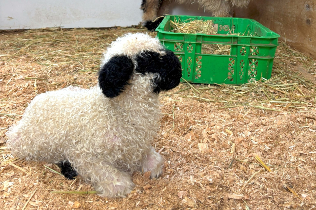 出産ラッシュ‼世界一可愛いと称される羊の赤ちゃん生まれたよ！ スイス