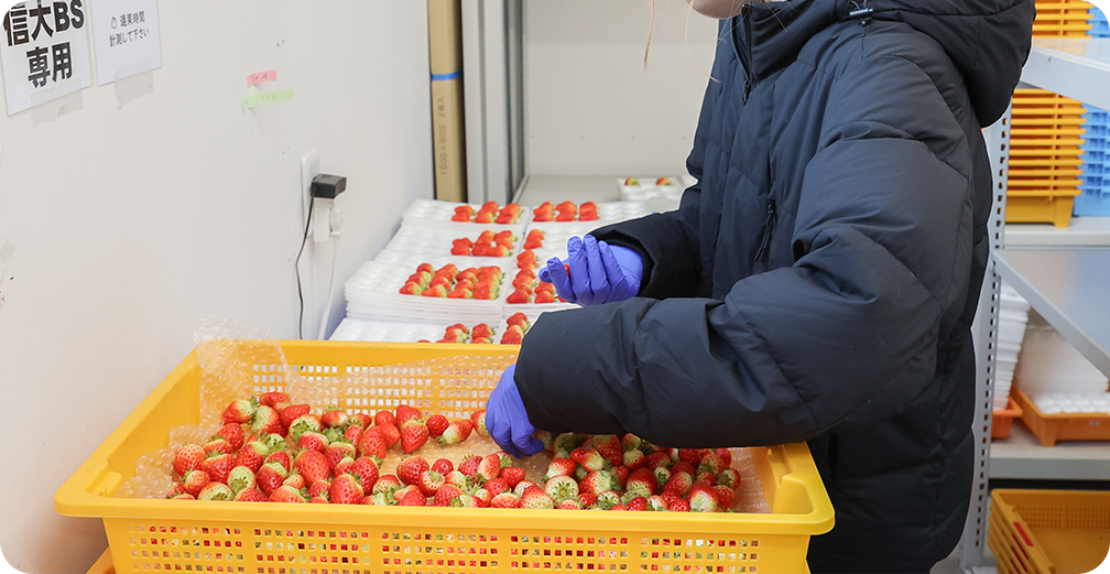 株式会社リアスターファーム｜三陸産の夏いちごの周年栽培と販売：岩手