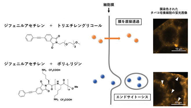 細胞内への取り込み経路を観る | 理化学研究所