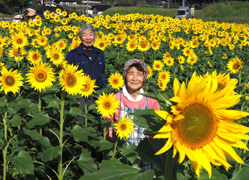 両丹日日新聞：秋空の下で咲くヒマワリ、3千本が見ごろ 夜久野町の夫婦