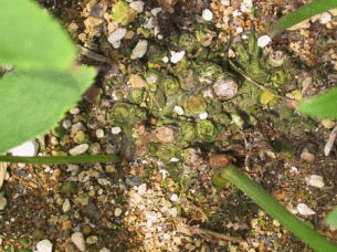 クリスマスローズハイブリットの株分け方法