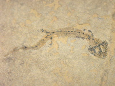 ブランキオサウルス