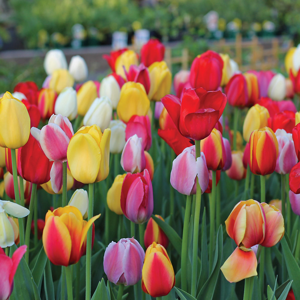 Next Generation Perennial Tulip Mix | White Flower Farm
