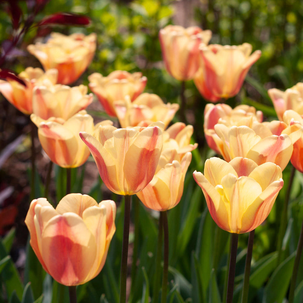 Tulip 'Apricot Foxx' | White Flower Farm