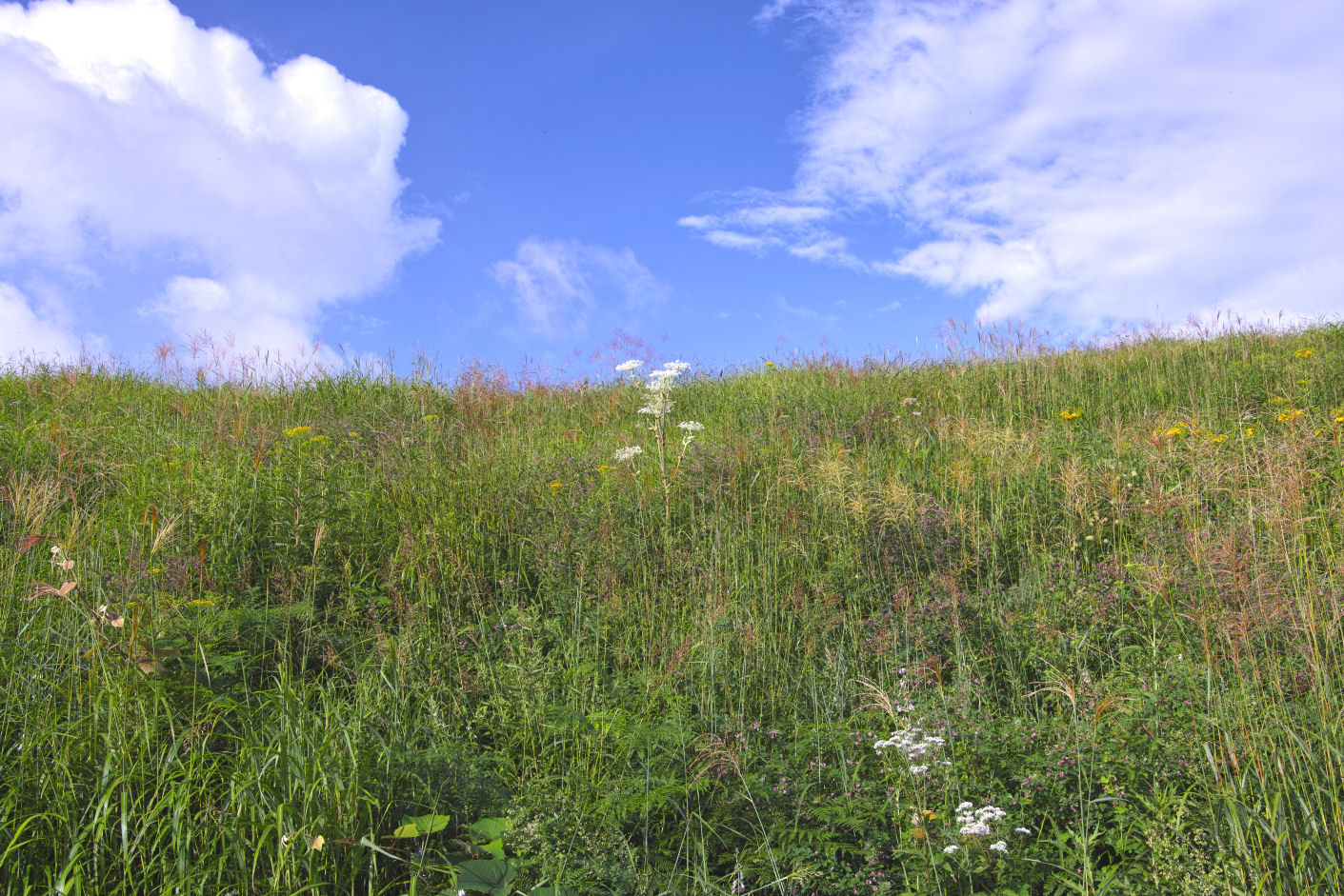 藤生区の鋏山が「未来に残したい草原の里100選」に選ばれました／南会津町