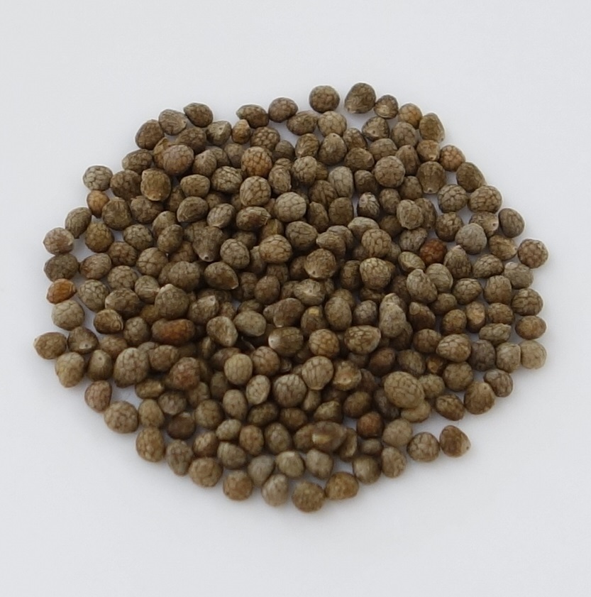 美里町のエゴマ | 埼玉県児玉郡美里町 ～美しい里の町～