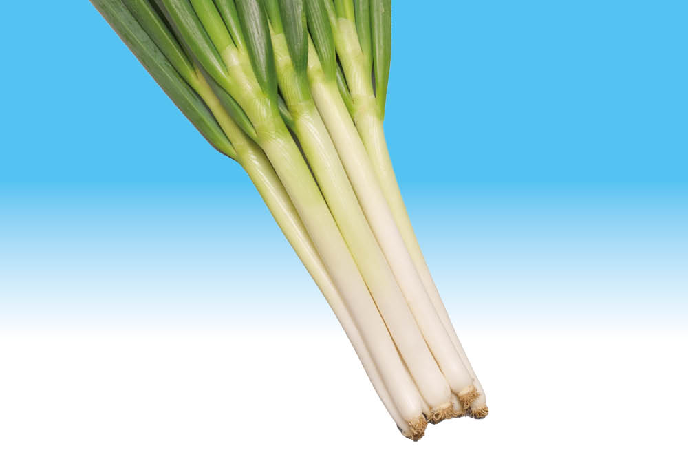 ネギ 【冬月の雫】 夏越し率が高く、夏越し後の回復が早い。低温期には