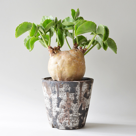 キフォステンマ・マクロプス | 多肉植物・特別な鉢の販売 | トーキー