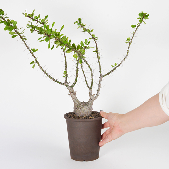 フォークイエリア・ファシクラータ | 多肉植物・特別な鉢の販売