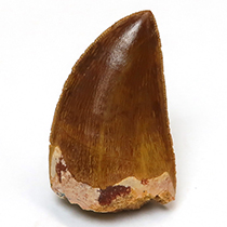 カルカロドントサウルスの歯（Carcharodontosaurus）｜化石販売・鉱物