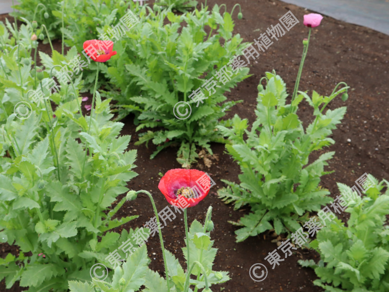 東京都薬用植物園 ケシの開花状況【2024/04/23現在】 ｜ 公益社団法人