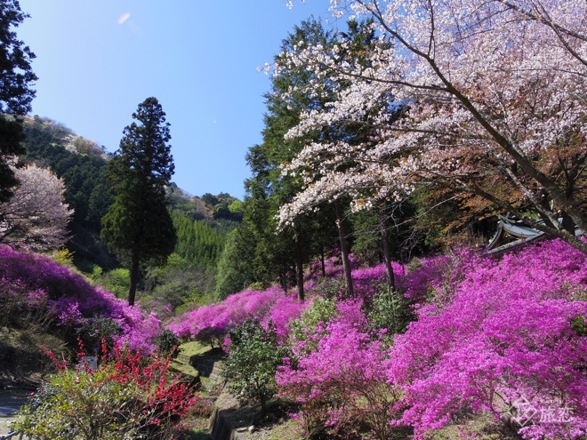 40 山採り ミツバツツジ 40 山採り ミツバツツジ