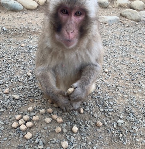 おやつの時間 | 高尾山さる園ブログ