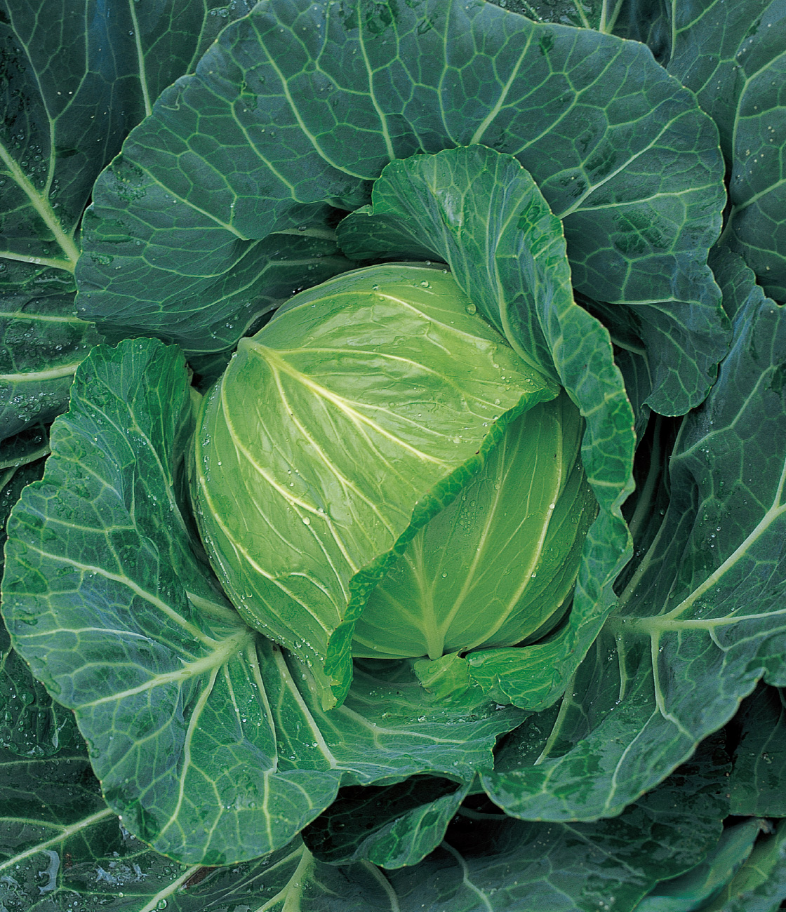 YR春空 キャベツ ｜ 品種カタログ ｜ タキイの野菜【タキイ種苗】