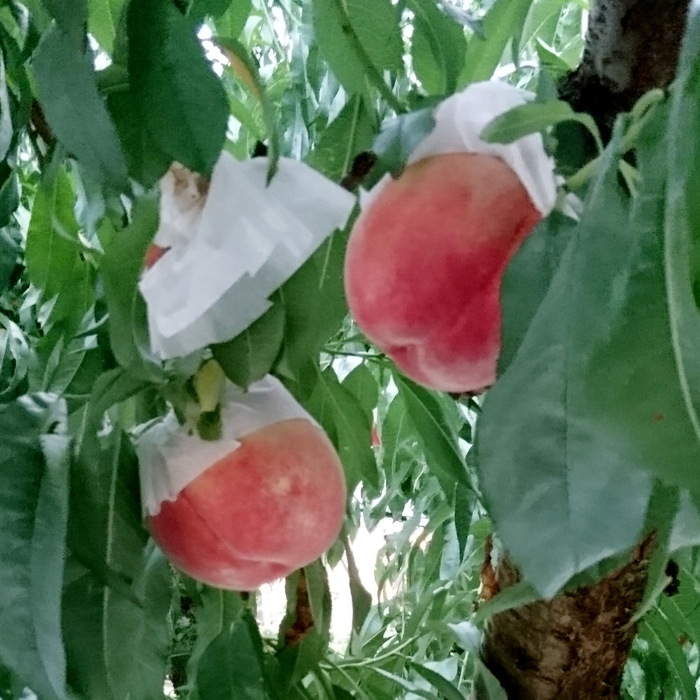 566]果樹の連作障害はじつは生理障害 | 感動の園芸・儲かる農業