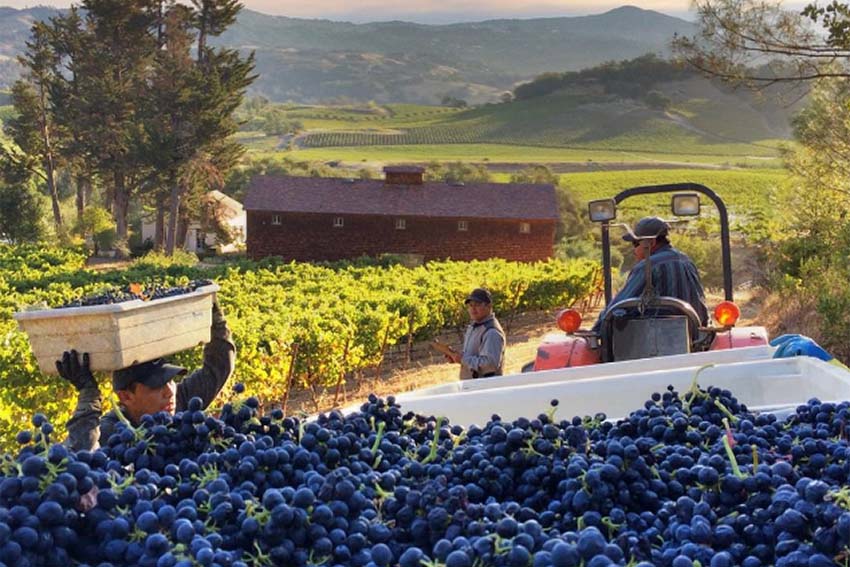 ナパのブドウ栽培とブドウ本来の力を引き出す醸造技術