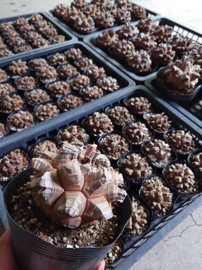 本店】長谷川園芸さんの亀甲竜🐢 | ザ・ガーデンの園芸スタッフブログ