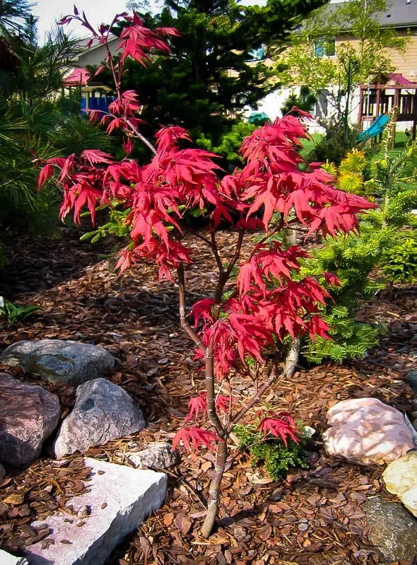 Kasagiyama Japanese Maple For Sale Online | The Tree Center