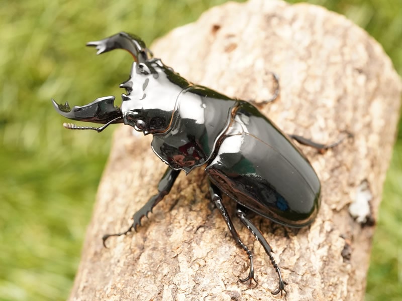 標本】タランドゥスオオツヤクワガタ コンゴ産89.8ミリ 飼育品 標本