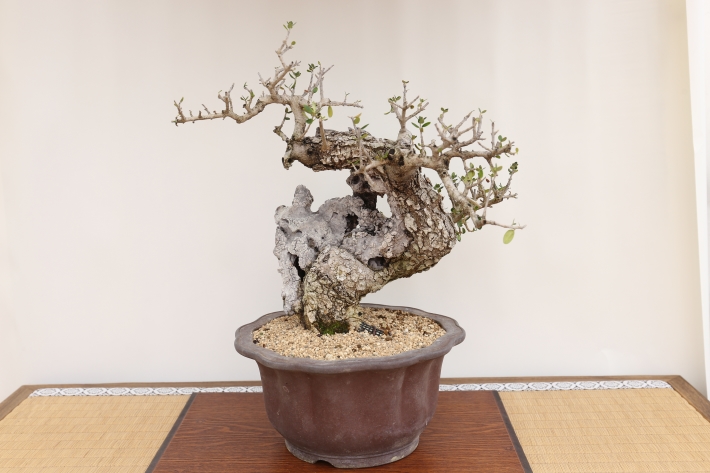 姫オリーブ A3174☆オリーブ 花物実物 貴風盆栽☆「送料無料」浦部陽向園