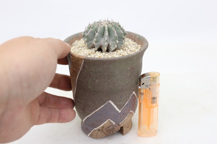 メキシカーナ 実生 A3502☆ゲオヒントニア サボテン☆「送料無料」浦部