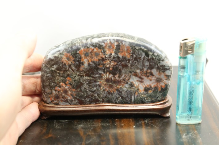 菊花石（台座付) A3660☆根尾谷産 添景 添配 水石 盆石 鑑賞石☆「送料