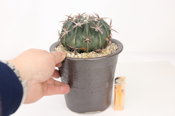 綾波 実生 A3688☆ホマロケファラ サボテン☆「送料無料」浦部陽向園