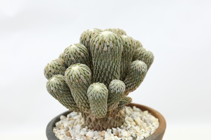 精巧丸 接ぎ降ろし群生type A3739☆ペレキフォラ サボテン☆「送料無料