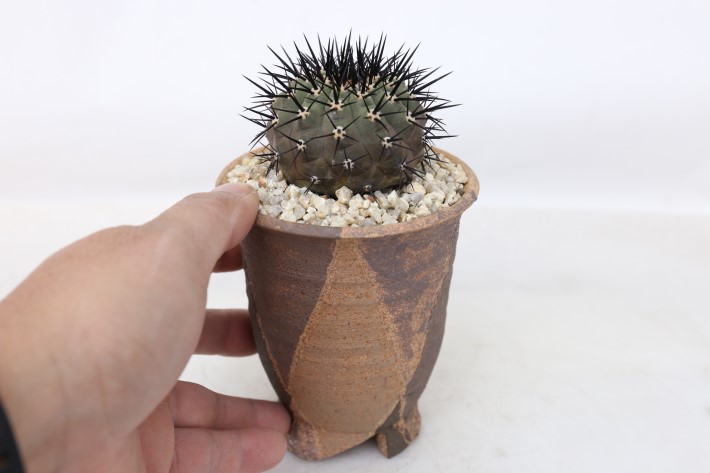 黒王丸(黒刺大型type) 輸入株キリン台付 A3746☆コピアポア シネレア