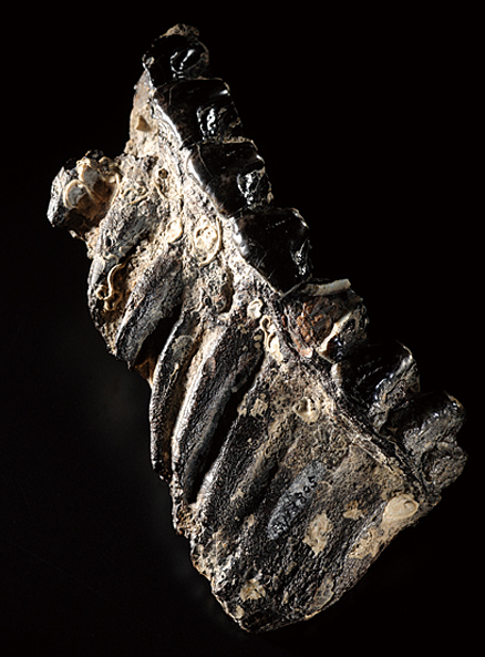 A6 ナウマンのゾウ化石