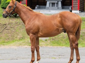 キングカメハメハ産駒の代表産駒 :: 一口馬主DB