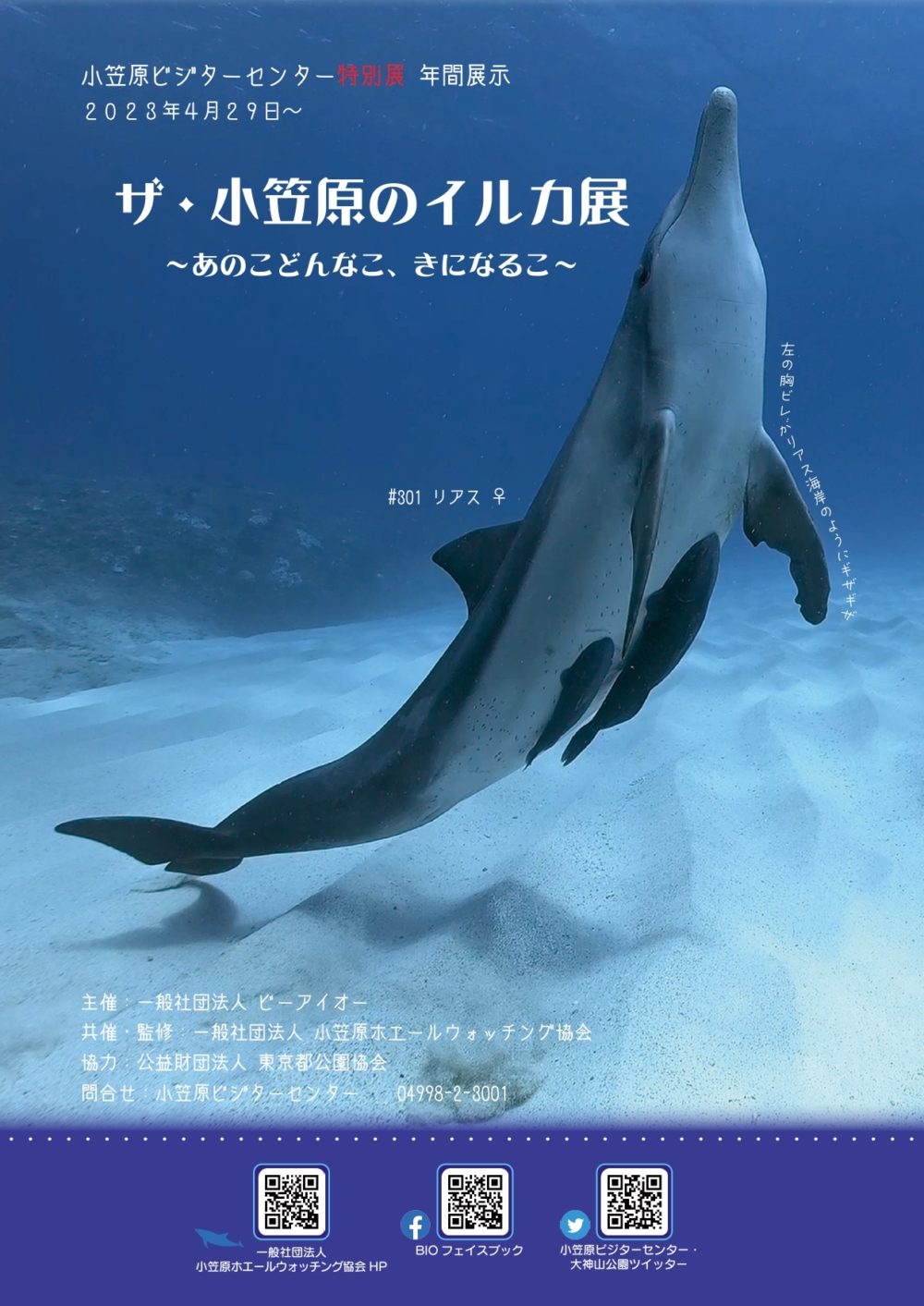 特別展「ザ・小笠原のイルカ展～あのこどんなこ、きになるこ～」観に行