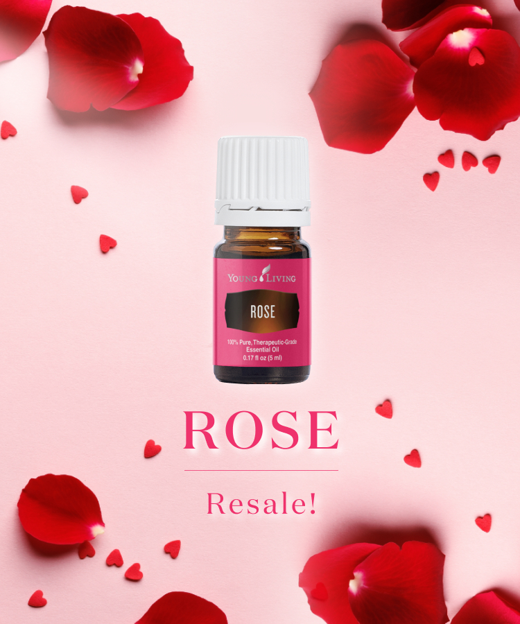 6月26日（木）9:30〜ローズ再販のお知らせ｜ロマンチックで幸福感に