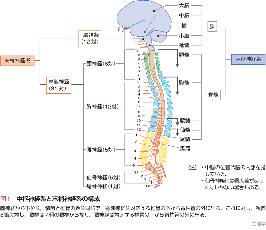 PT・OTビジュアルテキスト専門基礎：生理学 - 羊土社