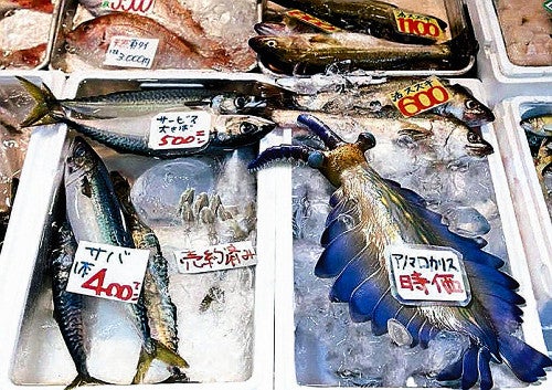 リアルサイズ古生物図鑑 古生代編』 土屋健著 : 読売新聞