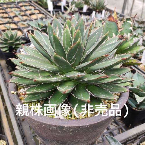やましち山野草店 / 多肉植物 アガベ 王妃笹の雪 A型 7.5〜9cmポット苗