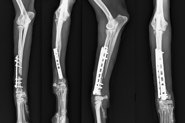 骨折・骨疾患 | YPC東京動物整形外科病院 | 整形外科 神経外科 動物病院