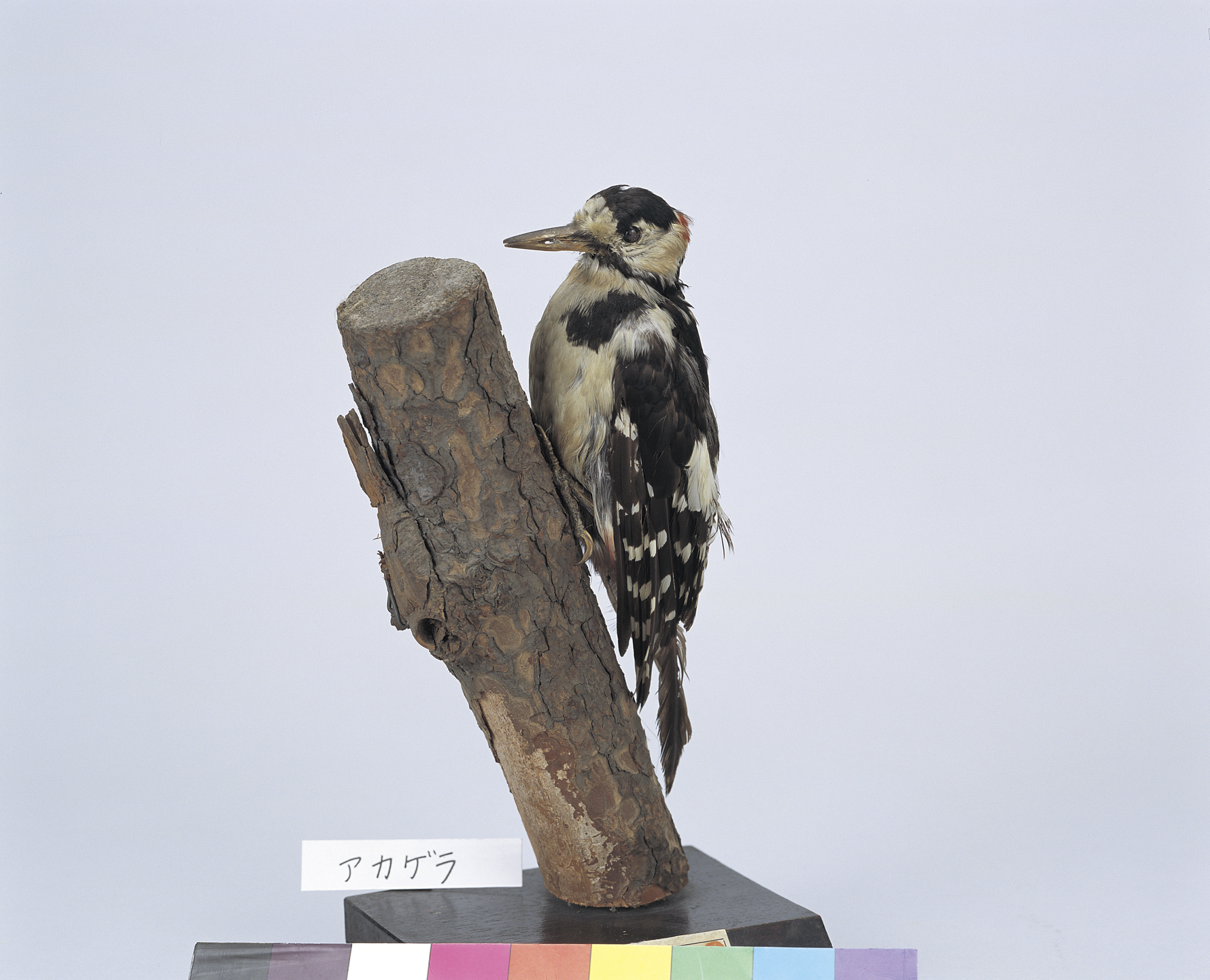 キツツキ科 アカゲラ｜動物｜バーチャル収蔵庫