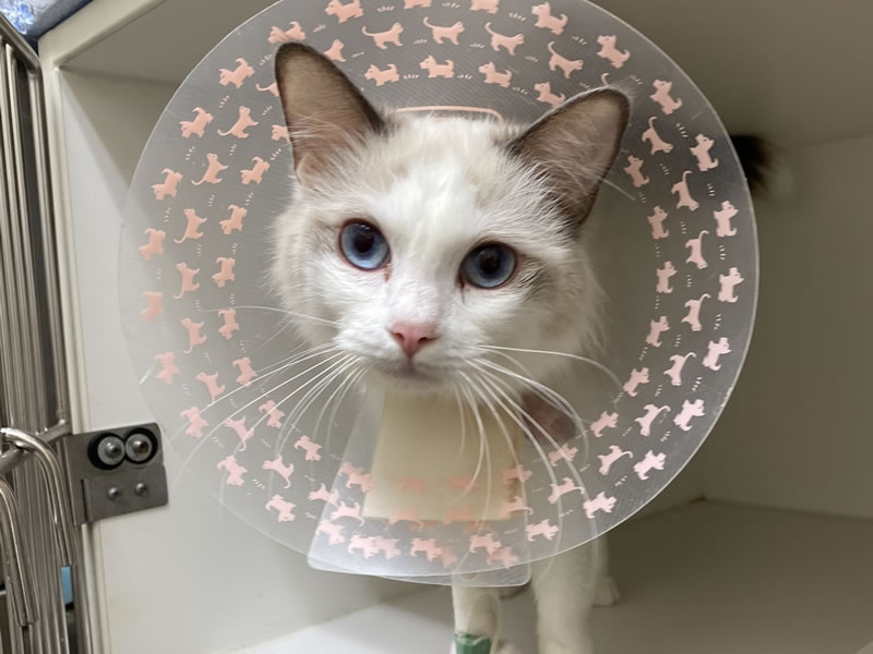 腫瘍科診療｜埼玉県三郷市・吉川市の動物病院｜腫瘍科・FIP治療・循環