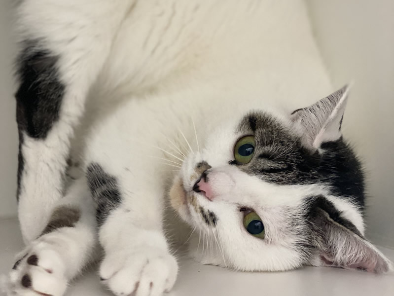 腫瘍科診療｜埼玉県三郷市・吉川市の動物病院｜腫瘍科・FIP治療・循環