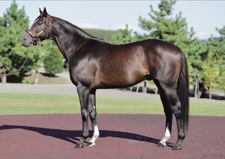 優駿スタリオンステーション 種牡馬 -2025- のご案内 - 優駿