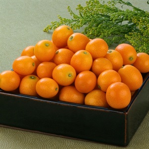 有田みかん5kg 12月上旬発送開始 | 全農食品オンラインショップ